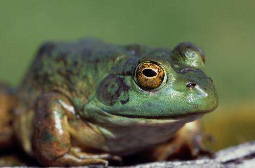 OSU review details negative impact of pesticides and fertilizers on amphibians
