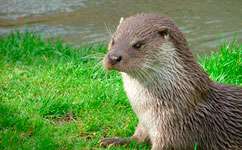 Otters show disease could be in our rivers