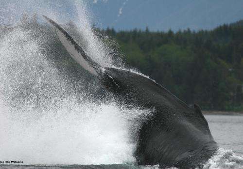 Pacific humpback whale abundance higher in British Columbia