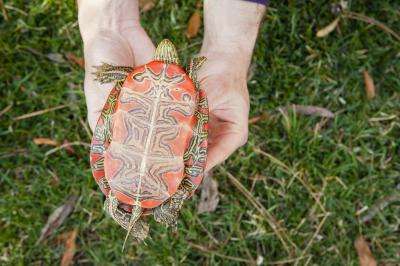 Painted turtle gets DNA decoded