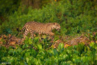 Panama and Panthera establish historic jaguar protection agreement