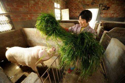 Pan Juying feeds grass to her pigs on her farm in Jiaxing in China's eastern Zhejiang province on March 14, 2013