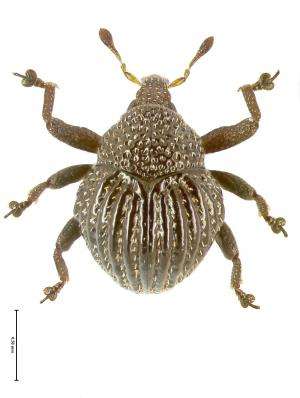 Papuan phonebook helps scientists describe 101 new beetle species