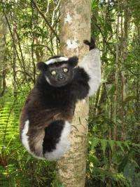 Parasites of Madagascar's lemurs expanding with climate change