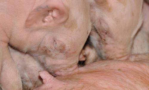 Passing on the right antibodies: protecting piglets from diarrhoea