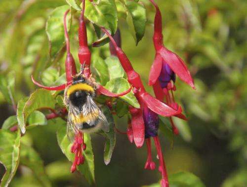 Peaceful bumblebee becomes invasive