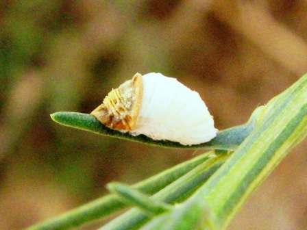 Peculiar, diverse and dangerous to crops: A checklist of the scale insects of Iran
