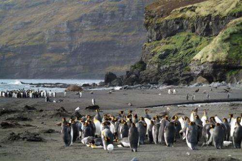 Penguins (Manchots royaux) gather on Possession island (Crozet archipelago), part of the French Southern and Antartic Lands on A