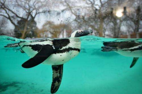 Penguins swim during the annual stocktake at ZSL London Zoo in central London on January 3, 2013