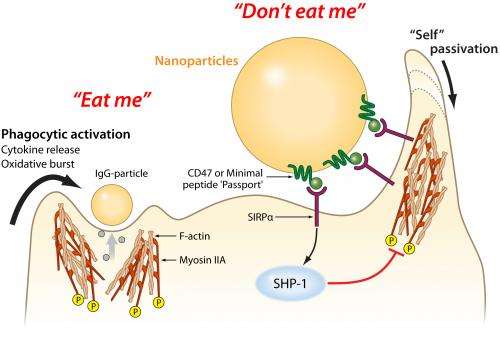 Penn researchers develop protein 'passport' that help nanoparticles get past immune system