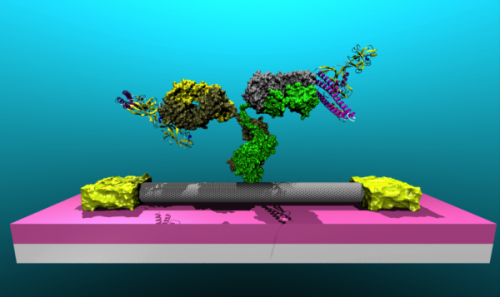 Penn Researchers Attach Lyme Disease Antibodies to Nanotubes, Paving Way for Diagnostic Device