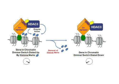 Penn Study Details Dimmer Switch for Regulating Cell's Read of DNA Code