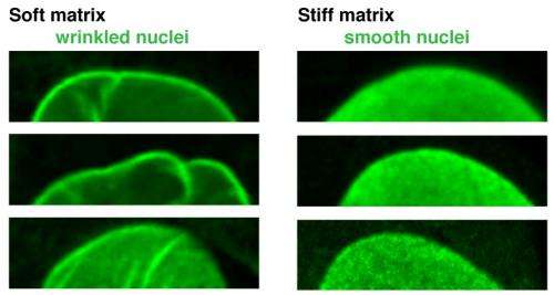 Penn study: Protein that protects nucleus also regulates stem cell differentiation