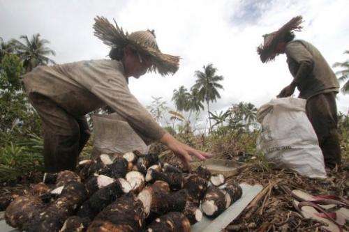 People gather cassava in Indonesia's North Pagai on November 5, 2010