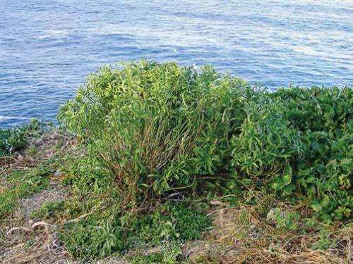 Perching on the cliffs of New Zealand, endemic Lepidium flora faces extinction threats