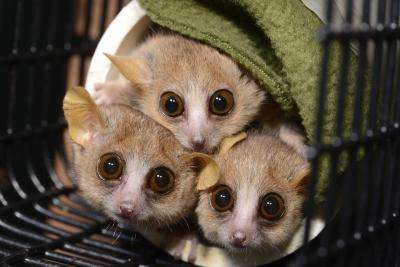 Personality test finds some mouse lemurs shy, others bold