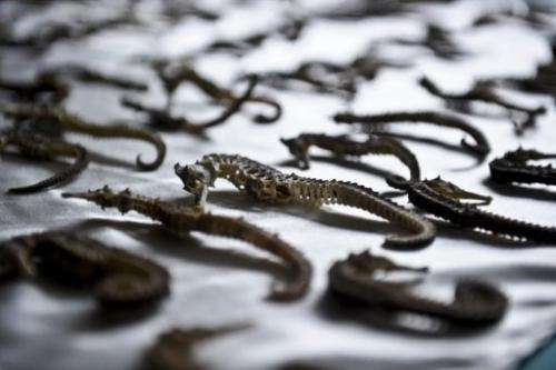 Peru's ecological police show seized seahorses in Lima on August 23, 2012