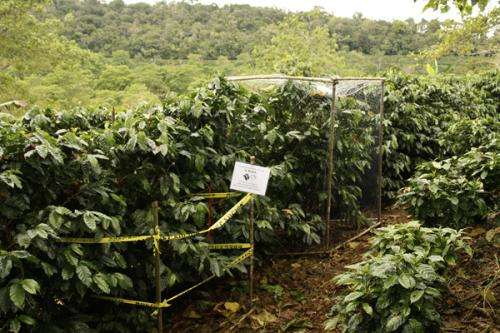 Pest-eating birds mean money for coffee growers, biologists find