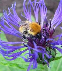 Pesticides harm more than bees, says biologist’s study