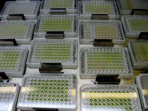 'Pharmaceutical' approach boosts oil production from algae
