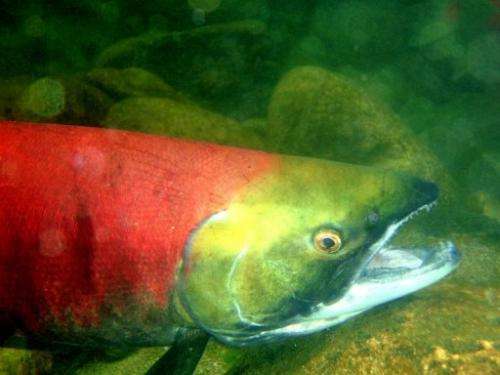 Photo illustration obtained January 13, 2011 shows a Fraser River sockeye salmon in the North Pacific Ocean.