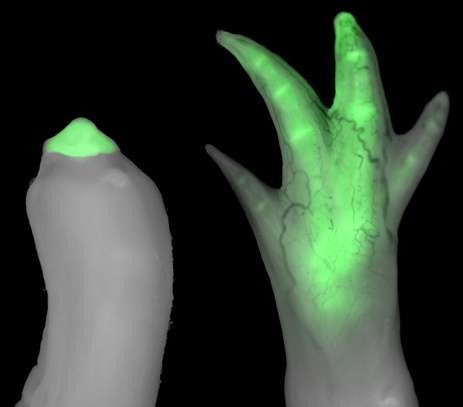 Grafted limb cells acquire molecular 'fingerprint' of new location, study shows