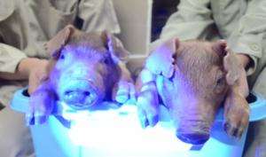 Piglets glow green, thanks to cytoplasmic injection technique