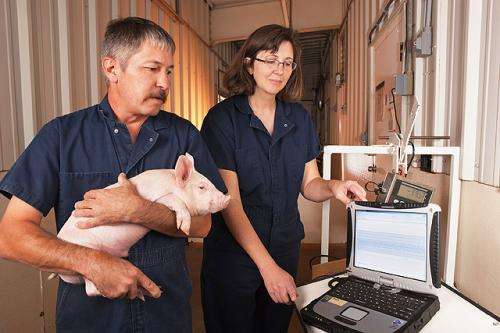 Pig stress syndrome linked to gene defect