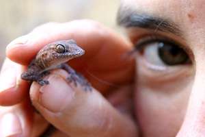 Pilbara gecko genetics shaped by geographical processes