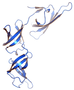 Piloting ribosomes past proline pairs