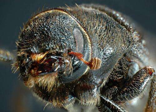Pining for a beetle genome