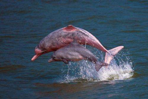 Pink dolphins playing in the waters off Lantau in Hong Kong, in a photo by the Hong Kong Dolphin Conservation Society