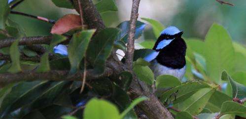 Pitch perfect: How fairy-wrens identify other species' alarm calls
