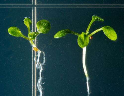 Plants cut the mustard for basic discoveries in metabolism
