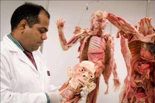 Plastic realistic: Medical students to use plastinated human bodies for anatomy learning