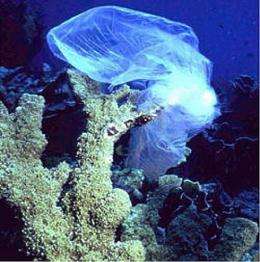 Plastics and chemicals they absorb pose double threat to marine life