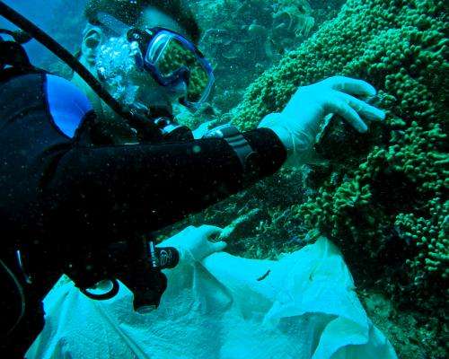Field study suggests sponges creating food for coral reef organisms