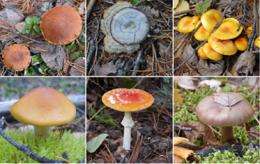 Poisonous mushrooms pose danger as more people forage for locally grown food, experts say