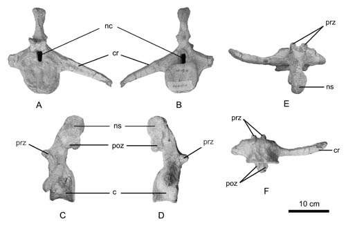 Polacanthine ankylosaur dinosaur first discovered in Asia