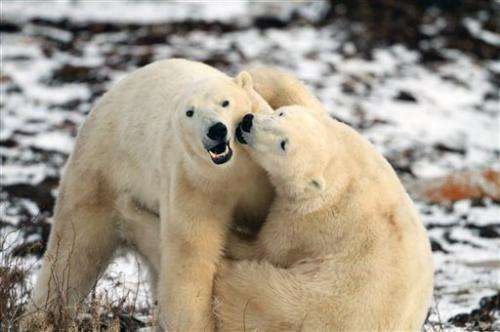 Polar bear researchers to try crowdsourcing
