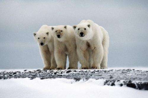 Polar bears are seen as the animal on the front line of global warming and will be hit-hard by melting polar ice caps