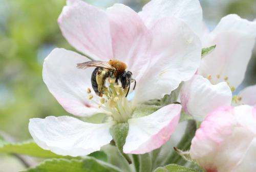 Pollinators easily enhanced by flowering agri-environment schemes