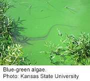 Pond scum holds dangers for people, pets