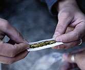 Pot use-low IQ link challenged in study
