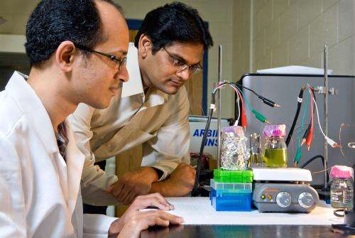 Power plants: Researchers explore how to harvest electricity directly from plants