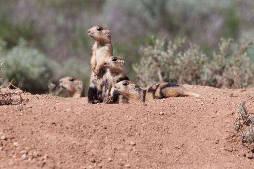 Prairie dogs disperse when all close kin have disappeared