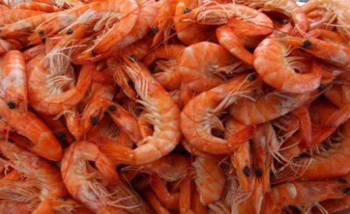 Prawns are pictured in August 12, 2004