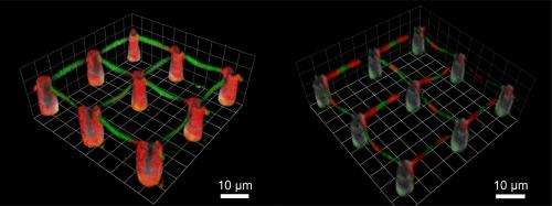 Precise docking sites for cells