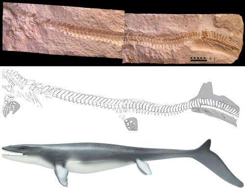 Mosasaur fossil proves the early lizards had tails like sharks