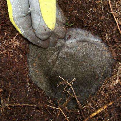 Primate hibernation more common than previously thought